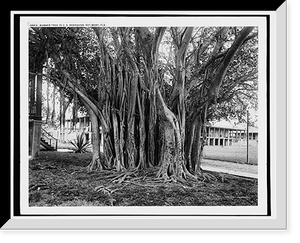 Rubber tree in U.S. barracks, Key West, Fla. Classic, Vintage Print
