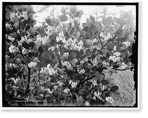 Historic Photo Print - Blossoms of the manzanitza manzanita