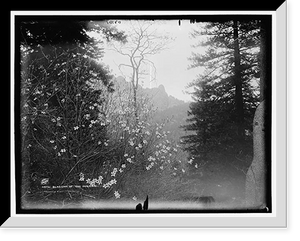 Historic Framed Print, Blossom of the dogwood,  17-7/8" x 21-7/8"