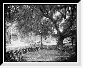 Old oak at Tampa Bay Hotel, Florida - 2, Historic Print