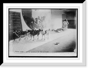 Historic Framed Print, Peary Exhibit of dogs and sled, Am'n Museum of Natural History,  17-7/8" x 21-7/8"