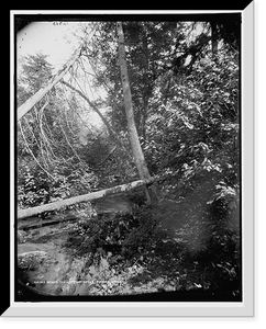 Historic Framed Print, Among the cypress trees, Roaring Brook,  17-7/8" x 21-7/8"