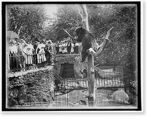 Historic Landscape - Chicago - The Bear pit, Lincoln Park