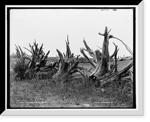 Historic Framed Print, A New England stump fence - 3,  17-7/8" x 21-7/8"