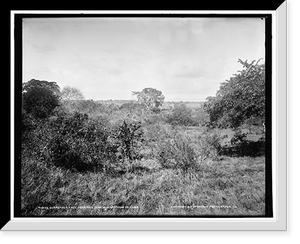 Surrender tree from San Juan Hill, Santiago de Cuba, Antique Wall Art
