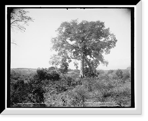 Surrender tree near San Juan Hill, Cuba, Vintage Wall Art