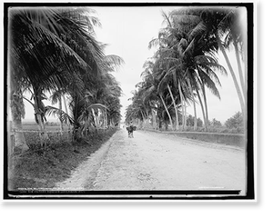 Antique Photo Print - Military road, San Juan, Puerto Rico