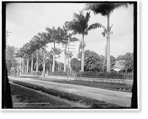 Historic Photo Print - Royal palms, Port of Spain, Trinidad, W.I