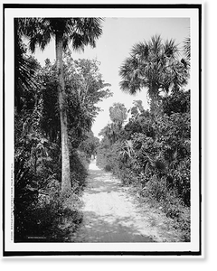 Vintage Landscape - Palm Beach, Florida - Bicycle path to ostrich farm (1)