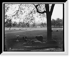 Historic Framed Print, Sheep in Central Park, New York - 2,  17-7/8" x 21-7/8"