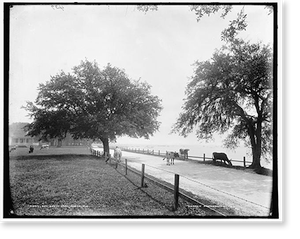 Vintage Landscape - Mobile, Alabama - Bay Shell Road