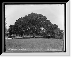 Historic Framed Print, The Mammoth oak at Pass Christian, Miss.,  17-7/8" x 21-7/8"