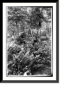 Historic Landscape - Ferns in Deer Park, Maryland