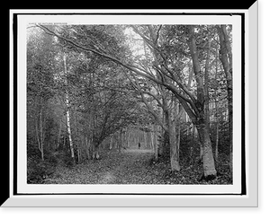 Historic Framed Print, An autumn woodland,  17-7/8" x 21-7/8"