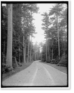 Antique Photo Print - Melburne Shelburne Farms, Vermont - Among the pine