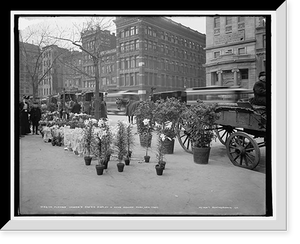 Historic Framed Print, Flower vender's [i.e. vendor's] Easter display in Union Square Park, New York,  17-7/8" x 21-7/8"