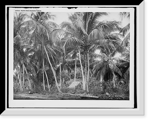 Historic Framed Print, Porto Rico cocoanut grove,  17-7/8" x 21-7/8"