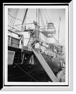 Historic Framed Print, Unloading cattle from ocean steamer,  17-7/8" x 21-7/8"