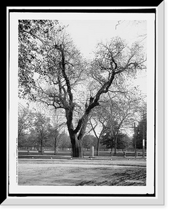 Historic Framed Print, Washington Elm, Cambridge, Mass.,  17-7/8" x 21-7/8"