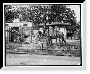 Historic Framed Print, Camels in Central Park Zoo, New York,  17-7/8" x 21-7/8"