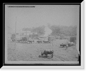 Historic Framed Print, Weighing sugar cane before unloading at the mill,  17-7/8" x 21-7/8"