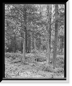 Path thro' the woods, Mt. Pocono, Pa, Vintage Print