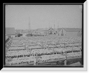 Historic Framed Print, Drying fish, Gloucester, Mass.,  17-7/8" x 21-7/8"