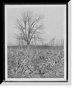 Historic Framed Print, Corn and pumpkins, Berkshire Hills, Mass. - 2,  17-7/8" x 21-7/8"
