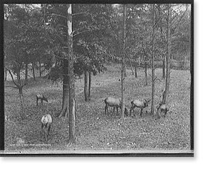 Historic Landscape - Washington, DC - Elk in zoo park