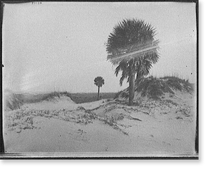Vintage Landscape - Savannah, Georgia - Palmettoes on Tybee Island