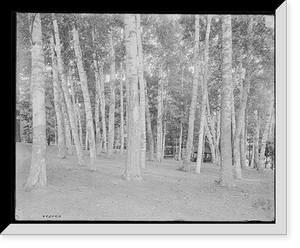 Among the birches, Lake George, N.Y, Historic Print