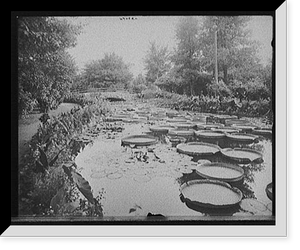 Como Park lily pond, St. Paul, Minn, Historic Print