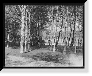 Birches & lake, Como Park, St. Paul, Minn, Vintage Wall Art