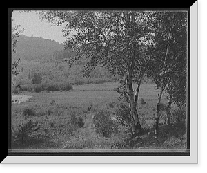 Saranac Lake, valley & birches, Adirondacks, N.Y, Historic Print
