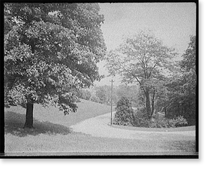 Historic Photo Print - Cincinnati - Burnet Woods, a turn in the road