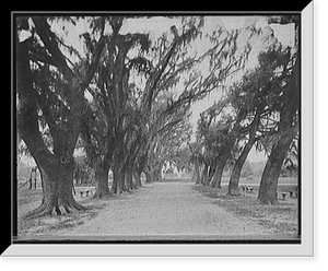 Historic Framed Print, [Avenue of live oaks, Audubon Park, New Orleans, La.],  17-7/8" x 21-7/8"