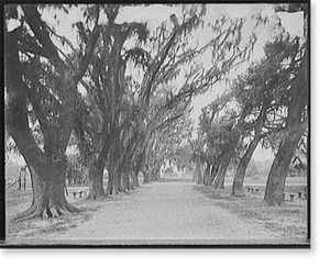 Antique City View - New Orleans, Louisiana - Avenue of live oaks