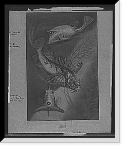 Historic Framed Print, Cow trunk fish, orange sea raven, common trunk fish (front view) - 2,  17-7/8" x 21-7/8"