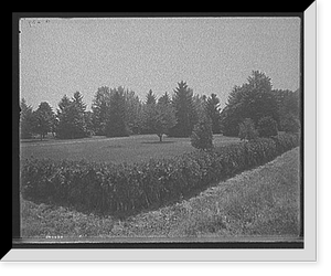The Firs, a corner of the lawn, New Baltimore, Mich, Antique Wall Art