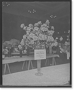 Antique Photo Print - Detroit, Michigan - Madame Chatenay roses