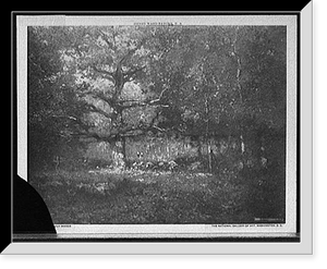 Historic Framed Print, Connecticut woods,  17-7/8" x 21-7/8"