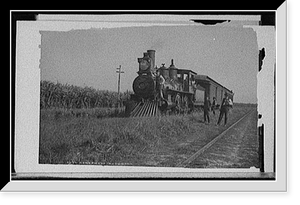 Historic Framed Print, Cane fields in Louisiana,  17-7/8" x 21-7/8"