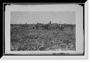 Historic Framed Print, Cutting sugar cane in Louisiana - 4,  17-7/8" x 21-7/8"