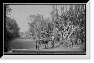 Historic Framed Print, Salamanca, cactus hedge,  17-7/8" x 21-7/8"