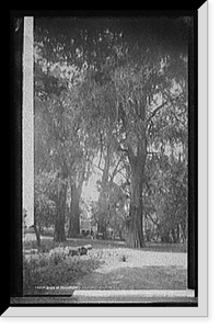 Historic Framed Print, Grove of Chapultepec,  17-7/8" x 21-7/8"