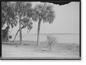 Historic Landscape - Daytona, Florida - Halifax River