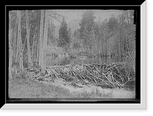 Beaver dam and house Classic, Historic Reproduction