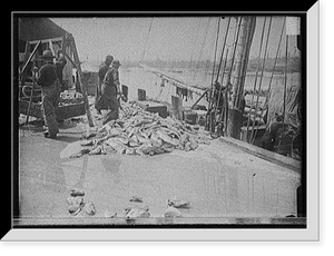 Historic Framed Print, [Unloading Gorton's codfish, Gloucester, Mass.],  17-7/8" x 21-7/8"