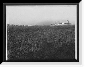 Cane fields, Barnside, La. Classic, Vintage Print
