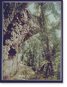 Antique Photo Print - Niagara Falls - Niagara, footpath in Niagara Glen